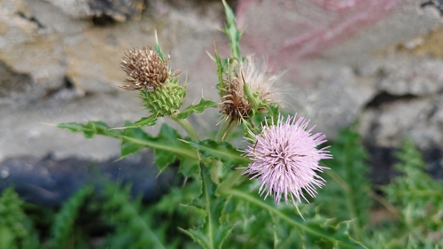 Cirsium japonicum iNat (3)