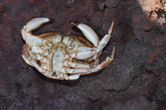 Metacarcinus novaezelandiae