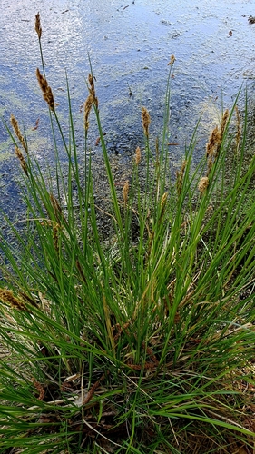 Image of Carex appropinquata by (c) Анна Митрошенкова, some rights reserved (CC BY)