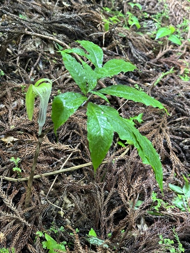 Arisaema iyoanum iNat (3)