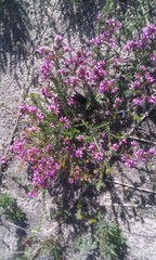 Erica dispar