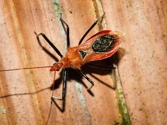 Gminatus