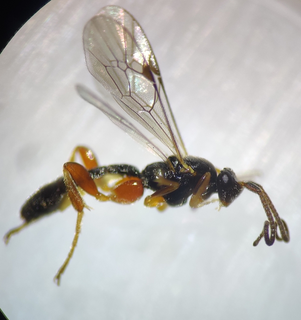 Orthocentrus fulvipes