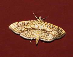 Haritalodes derogata
