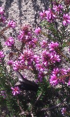 Erica dispar