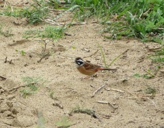 Emberiza cioides