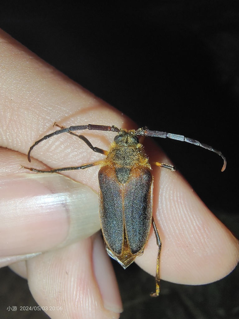 Drumontiana