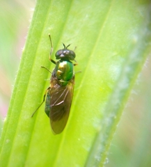 Chloromyia formosa