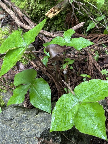 Arisaema ternatipartitum iNat (1)