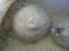 Calyptraea chinensis