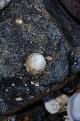 Sigapatella novaezelandiae