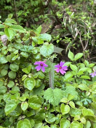 Primula kisoana iNat (1)