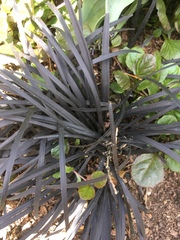 Ophiopogon planiscapus
