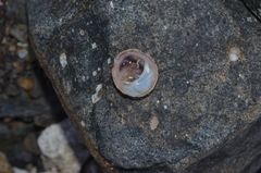 Sigapatella novaezelandiae