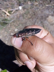 Chalcophora mariana massiliensis