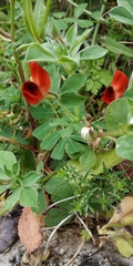Lotus tetragonolobus