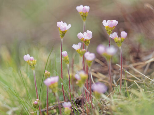 Androsace adfinis (Androsace adfinis)