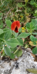 Lotus tetragonolobus