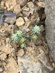 Magnoliopsida