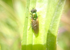 Chloromyia formosa