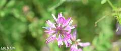 Astragalus sinicus