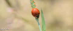 Harmonia axyridis
