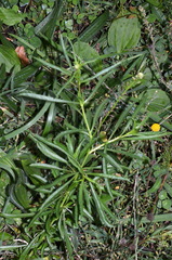 Lepidium pseudotasmanicum