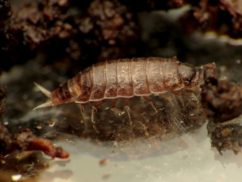 Gunja Insect Photo 3788793, (c) Katja Schulz, some rights reserved (CC BY), uploaded ...
