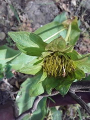 Wyethia glabra