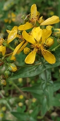 Hypericum perfoliatum