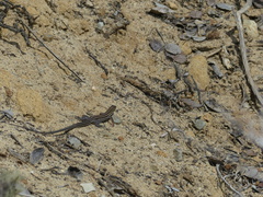 Aspidoscelis hyperythrus beldingi