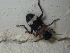 Clerus mutillarius