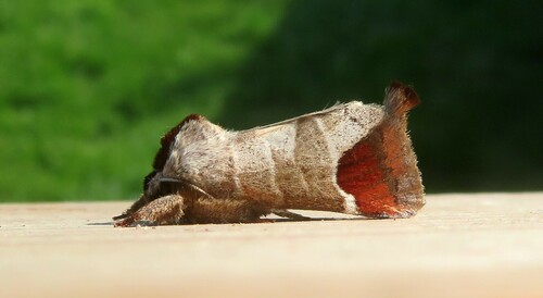 Clostera curtula