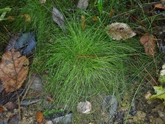 Isolepis reticularis