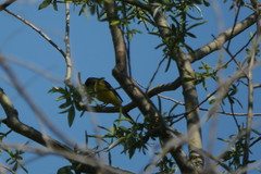 Motacilla flava thunbergi
