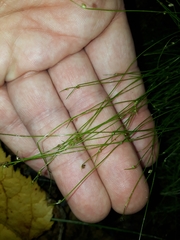 Isolepis reticularis
