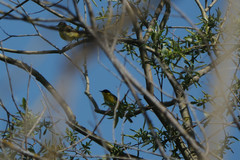 Motacilla flava thunbergi