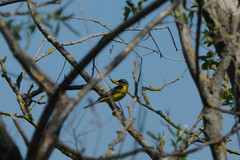 Motacilla flava flava