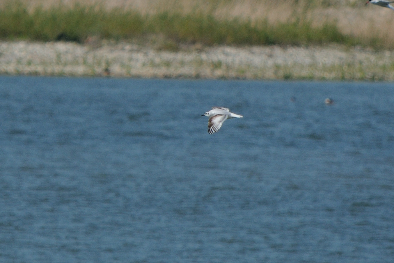 Little Gull