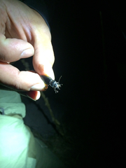 Carabus