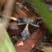 Dichromia quadralis - Photo (c) Andrew Pierce, μερικά δικαιώματα διατηρούνται (CC BY-NC), uploaded by Andrew Pierce