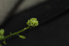 Lepidium pseudotasmanicum