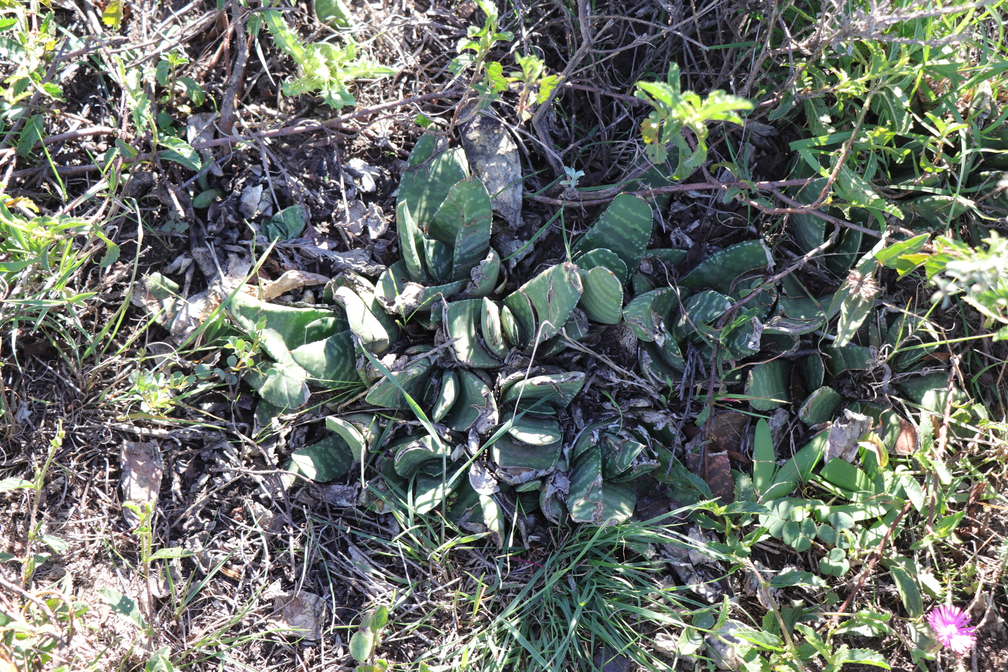 Imagem de Gasteria