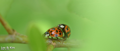 Harmonia axyridis