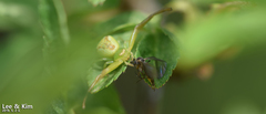 Thomisidae