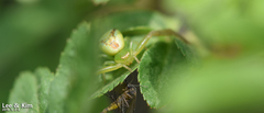 Thomisidae