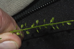 Lepidium pseudotasmanicum