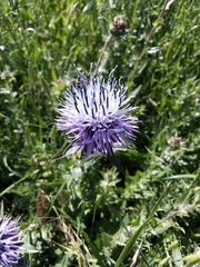 Carthamus caeruleus