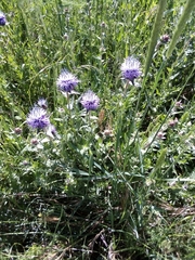 Carthamus caeruleus