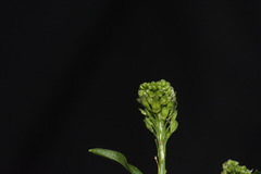 Lepidium pseudotasmanicum